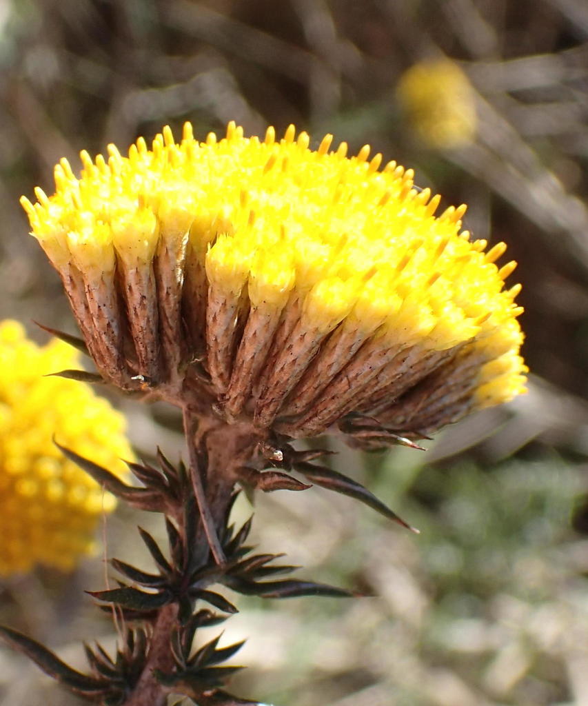 Golden Blombush