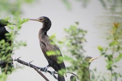 Phalacrocorax fuscicollis
