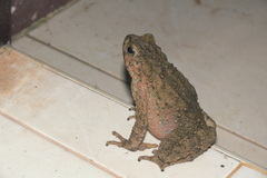 Phrynoidis asper