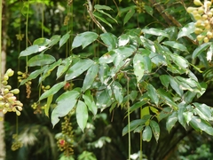 Eperua falcata