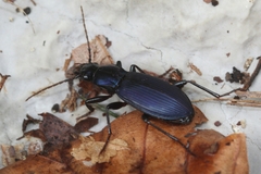 Laemostenus janthinus