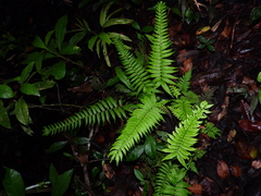 Goniopteris gemmulifera