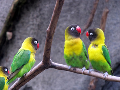 Yellow-Collared Lovebird photo 5