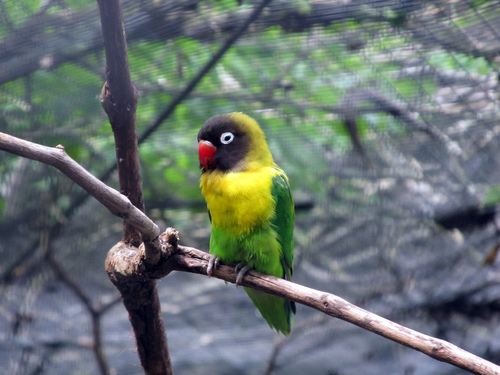 Yellow-collared Lovebird, photo 6 of 7