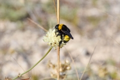 Bombus zonatus