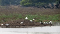 Threskiornis melanocephalus