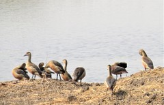 Dendrocygna javanica