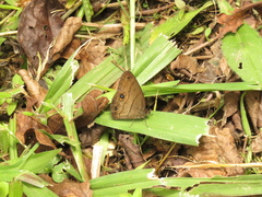 Hermeuptychia harmonia