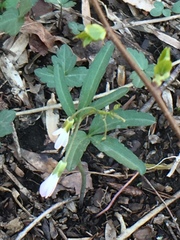Cardamine angustata