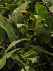 Elaphandra quinquenervis