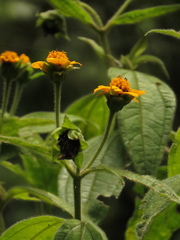 Elaphandra quinquenervis