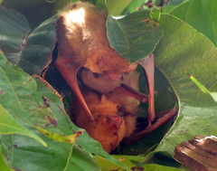 Lasiurus ega