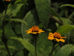Elaphandra quinquenervis