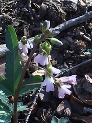 Cardamine angustata