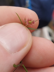 Euphorbia guadalajarana