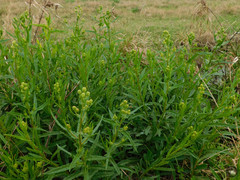 Senecio heterotrichius