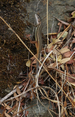 Psammodromus algirus