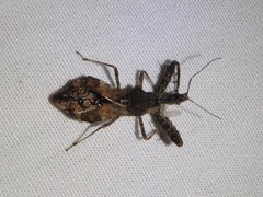 Sinea spinipes