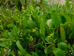 Ranunculus bonariensis