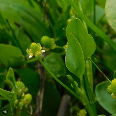 Ranunculus bonariensis