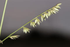 Eragrostis echinochloidea