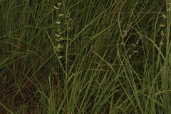 Eragrostis echinochloidea