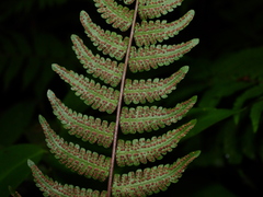 Goniopteris gemmulifera