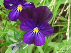 Bracteolatae