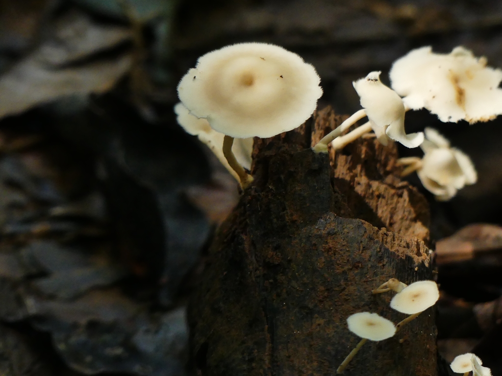 Lentinus flexipes · September 2021 · photo: © guillaume_delaitre (iNaturalist, cc-by)