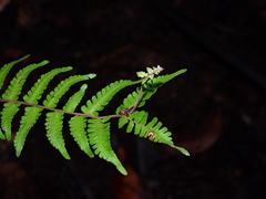 Goniopteris gemmulifera