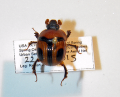 Bolbocerosoma confusum