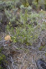 Aspalathus cymbiformis