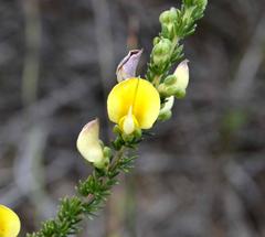 Aspalathus cymbiformis