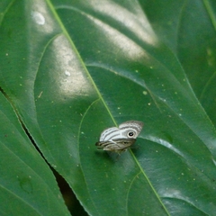 Leucochimona hyphea