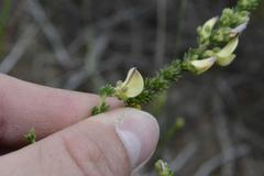 Aspalathus cymbiformis
