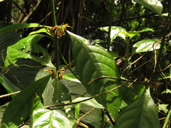 Hoffmannia longipetiolata