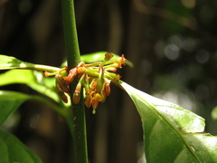 Hoffmannia longipetiolata