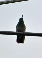 Saucerottia beryllina