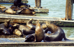 Zalophus californianus