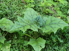 Solanum stramoniifolium