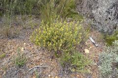 Aspalathus ericifolia ericifolia