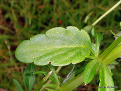 Bracteolatae