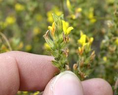 Aspalathus ericifolia ericifolia