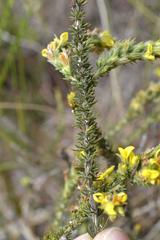 Aspalathus ericifolia ericifolia