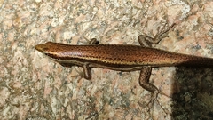 Trachylepis sechellensis