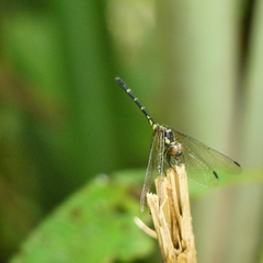 Elga leptostyla