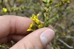 Aspalathus ericifolia ericifolia