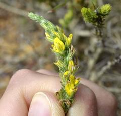 Aspalathus ericifolia ericifolia