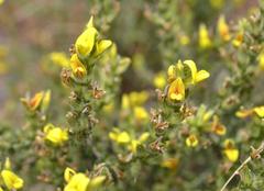 Aspalathus ericifolia ericifolia