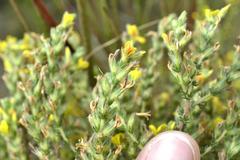 Aspalathus ericifolia ericifolia